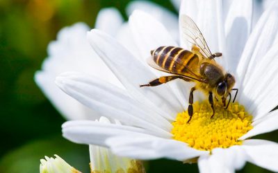 Como criar abelhas sem ferrão em casa