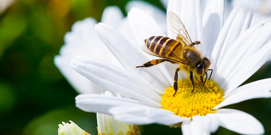 Como criar abelhas sem ferrão em casa